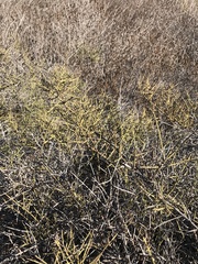 Adolphia californica