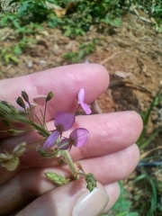 Desmodium uncinatum