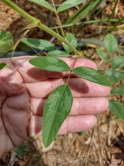 Desmodium uncinatum