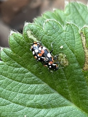 Eriopis connexa