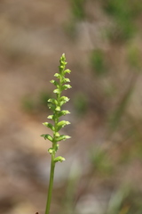 Microtis arenaria