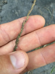 Muhlenbergia mexicana