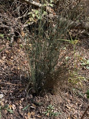 Juncus patens