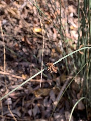 Juncus patens