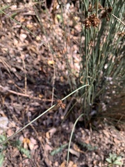 Juncus patens
