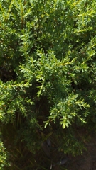 Pimelea serpyllifolia