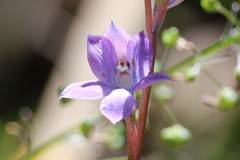 Thelymitra alcockiae