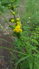 Aureolaria virginica