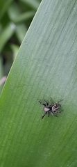 Phiale roburifoliata