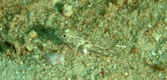 Fusigobius