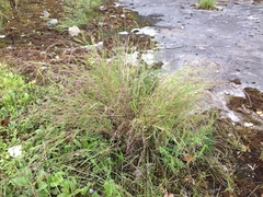 Muhlenbergia mexicana