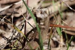 Thelymitra alcockiae