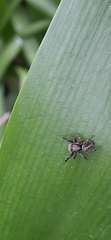 Phiale roburifoliata