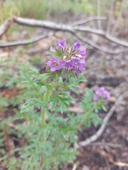 Phacelia franklinii