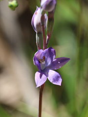 Thelymitra alcockiae
