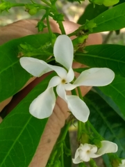 Tabernaemontana catharinensis