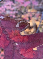 Stigmella saginella