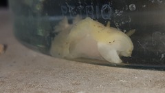 Nudibranchia