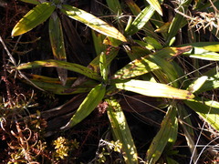 Celmisia spectabilis spectabilis