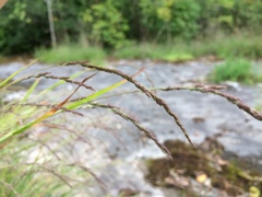 Muhlenbergia mexicana
