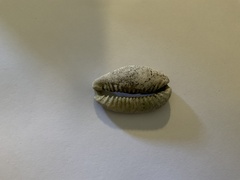 Naria erosa