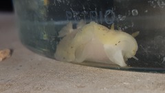 Nudibranchia