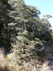 Nothofagus cliffortioides