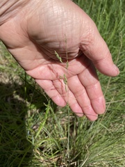 Poa morrisii