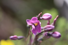 Thelymitra × irregularis