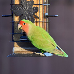 Agapornis roseicollis