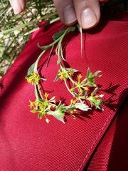 Pimelea curviflora