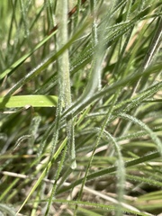 Poa morrisii