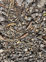 Armadillidium vulgare