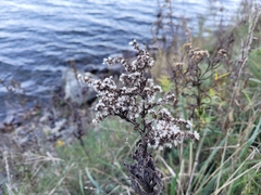 Solidago gigantea