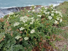 Anisotome lyallii