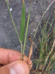Muhlenbergia mexicana