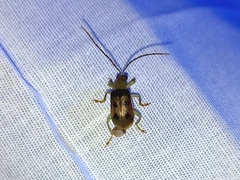 Diabroticina