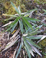 Celmisia spectabilis spectabilis