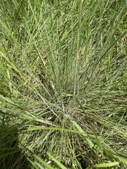 Poa morrisii