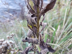 Solidago gigantea
