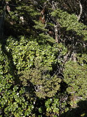 Nothofagus cliffortioides