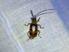 Diabroticina