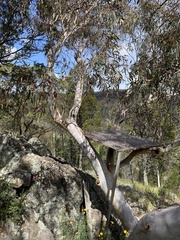 Eucalyptus rossii