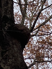 Agrobacterium radiobacter