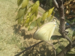 Ascia monuste monuste