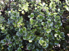 Brachyglottis bidwillii