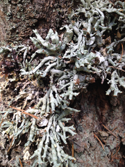 Hypogymnia enteromorpha