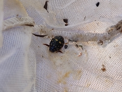 Thermonectus marmoratus