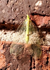Leucochrysa insularis