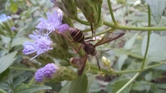 Pseudosphex melanogen